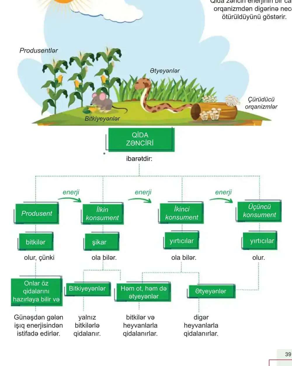 Detail of a section summary: food-chain diagram built from labelled boxes and dashed connectors